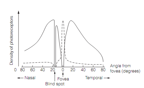 183_Rod cells.png